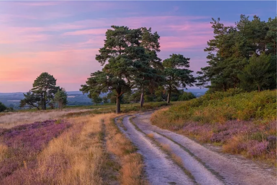 Ashdown Forest